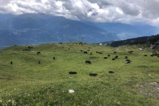 Tous les alpages valaisans ne sont pas logés à la même enseigne avec les pluies (ici à Pépinet sur le Haut-Plateau)