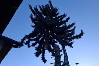 A 9h, après la coupe à la tronçonneuse, la grue emporte le sapin