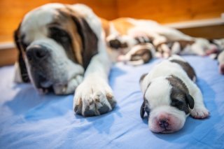 La jeune maman et les chiots se portent bien.