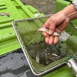 Les quelque 12'000 poissons sont transférés en aval par hélicoptère dans des récipients spéciaux. Parc national suisse / Hans Lozza