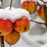 Les quelques fruits laissés sur les arbres aident les oiseaux à passer l'hiver (archives). KEYSTONE/DPA/ULRICH PERREY