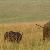 Le Gabon abrite deux tiers des éléphants de forêt africains (archives). KEYSTONE/AP/JEROME DELAY