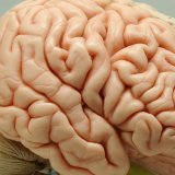 Un millimètre cube de tissu cérébral contient quelque 100'000 neurones, connectés entre eux par environ 700 millions de synapses et 4 kilomètres de "câblage". La manière dont ces neurones sont connectés les uns aux autres détermine la manière dont le cerveau fonctionne. KEYSTONE/DPA/INGO WAGNER