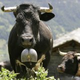 Après l'inalpe - ici à Avoin/Grimentz - la désalpe...