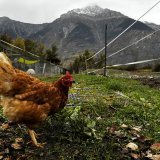 "4 Pattes pour demain", c'est un refuge qui est là pour accueillir les animaux de la ferme qui étaient maltraités, abandonnés ou voués à une mort certaine.