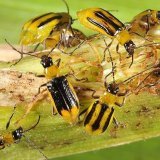 A l'état adulte, la chrysomèle des racines du maïs mesure entre 4 et 7 millimètres.