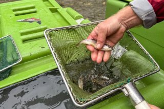 Les quelque 12'000 poissons sont transférés en aval par hélicoptère dans des récipients spéciaux. Parc national suisse / Hans Lozza