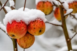 Les quelques fruits laissés sur les arbres aident les oiseaux à passer l'hiver (archives). KEYSTONE/DPA/ULRICH PERREY