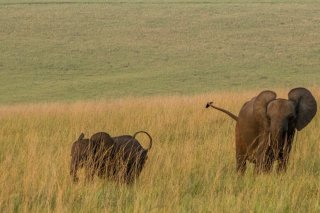 Le Gabon abrite deux tiers des éléphants de forêt africains (archives). KEYSTONE/AP/JEROME DELAY