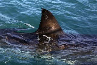 Tragédie au nord de Sidney.
