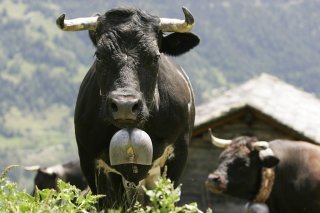 Après l'inalpe - ici à Avoin/Grimentz - la désalpe...