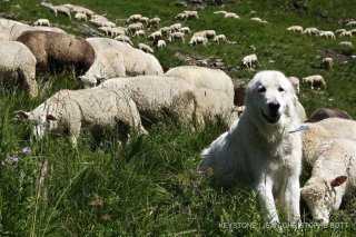 Un chien berger ou chiens de protection des troupeaux, ici un Maremmana des Abruzzes, est utilise par les bergers pour proteger les troupeaux de moutons du loup, dans les alpages de montagne. Photographie ce mardi 15 juillet 2008 sur un alpage dans la region de Morgins dans le canton du Valais. (KEYSTONE/Jean-Christophe Bott)