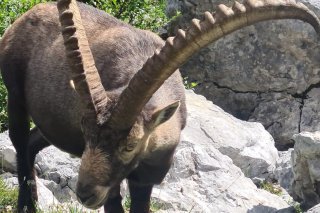 Plus l'âge du bouquetin mâle avance, plus ses cornes sont imposantes