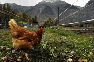 "4 Pattes pour demain", c'est un refuge qui est là pour accueillir les animaux de la ferme qui étaient maltraités, abandonnés ou voués à une mort certaine.