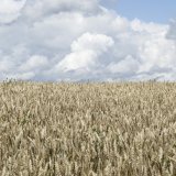 Le secteur céréalier s'est redressé en 2025 après la crise des années précédentes. (archives). KEYSTONE/CHRISTIAN BEUTLER