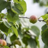 Dix pour cent des 29 échantillons alimentaires prélevés sur des abricots dépassaient la teneur maximale autorisée en produits phytosanitaires. (Photo d'archive) KEYSTONE/CHRISTIAN BEUTLER
