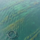 Les plantes aquatiques dans le Léman ont un rôle important pour l'être humain (archives). KEYSTONE/SALVATORE DI NOLFI