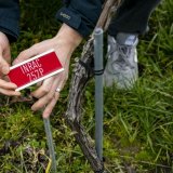 Une vigne de l'un des sept nouveaux cépages résistants dévoilés par Agroscope jeudi. Keystone/JEAN-CHRISTOPHE BOTT