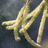 Mauvaise nouvelle pour les personnes souffrant du rhume des foins: le pollen de noisetier et d'aulne se met à voler dès que le soleil brille (archives) KEYSTONE/DPA/WOLFGANG KUMM