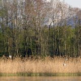 Les travaux du futur centre nature dans la réserve des Grangettes vont démarrer (archives). KEYSTONE/OLIVIER MAIRE