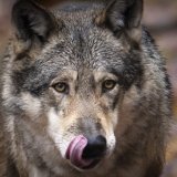 Malgré les moyens mis en oeuvre par le canton, les prédations dues au loup restent élevées dans le Jura vaudois (image prétexte). KEYSTONE/MICHAEL BUHOLZER