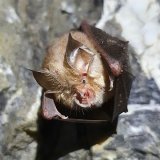 Le petit rhinolophe est l'une des 27 espèces de chauves-souris présentes en Valais sur les 30 que compte la Suisse.