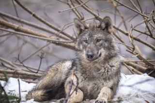 En Suisse, 89 loups ont été tués entre septembre 2025 et janvier 2026. (Photo d'archive) KEYSTONE/MICHAEL BUHOLZER