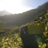 Petite arvine (image d'illustration)