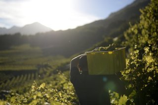 Petite arvine (image d'illustration)