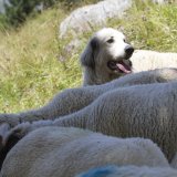 Un chien des Pyrenee protege un troupeau de mouton sur l'alpage de Creux de Champ aux Diablerets.